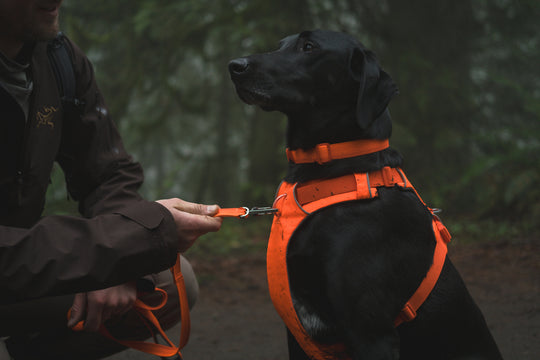 Ruffwear Front Range Leash