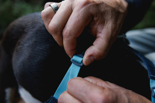Ruffwear Hi & Light Harness