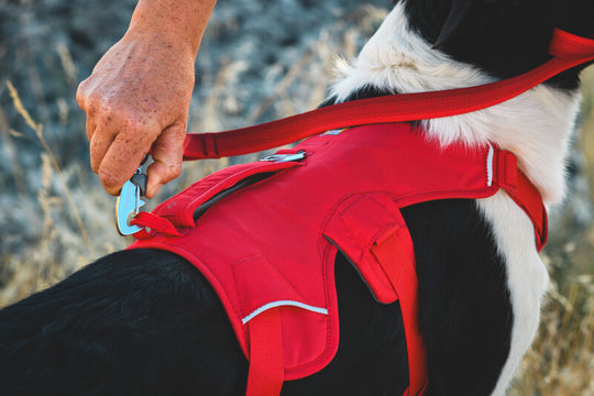 Ruffwear Web Master Harness
