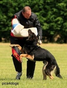 Euro Joe IPO/IGP Vest