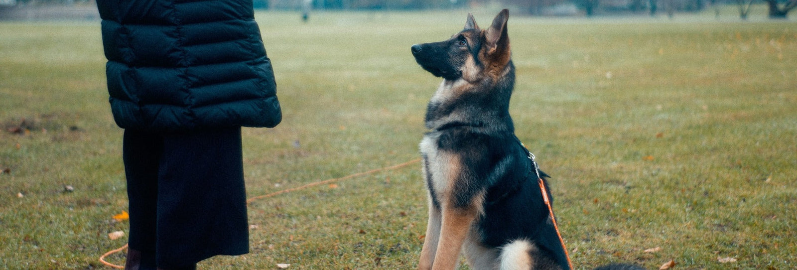 How to Train Recall With an E-Collar: A Step-by-Step Guide