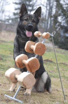 Balls & IGP/IPO Dumbbells