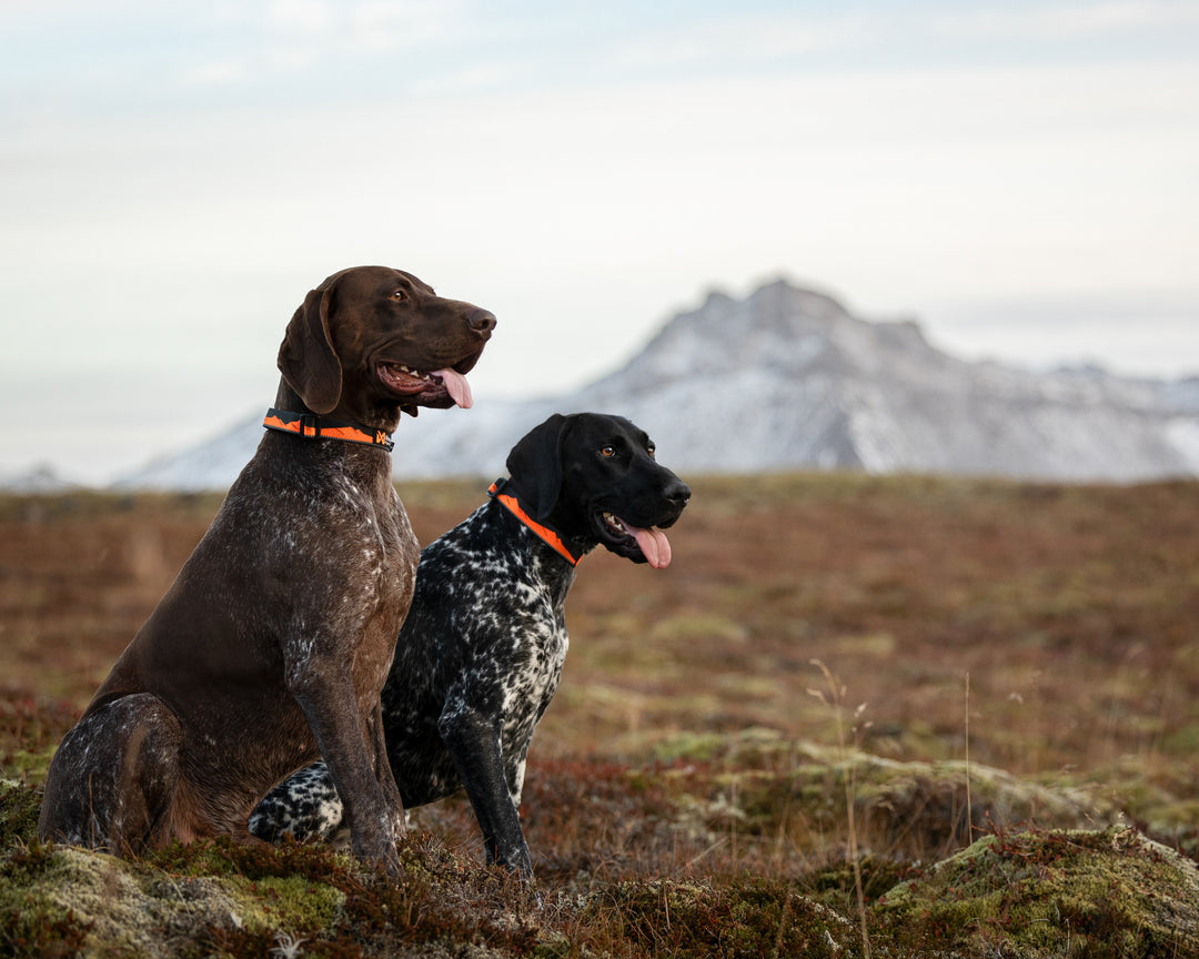Trail Quest Collar