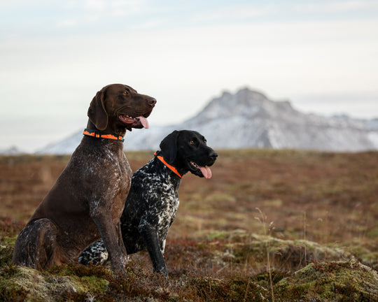 Trail Quest Collar