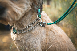 Ruffwear Chain Reaction Collar