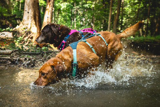 Ruffwear Flagline Harness