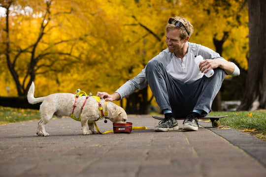 Ruffwear Flagline Harness