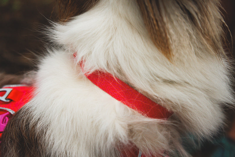 Ruffwear Front Range Flex Collar