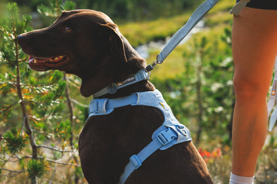 Ruffwear Front Range Flex Harness