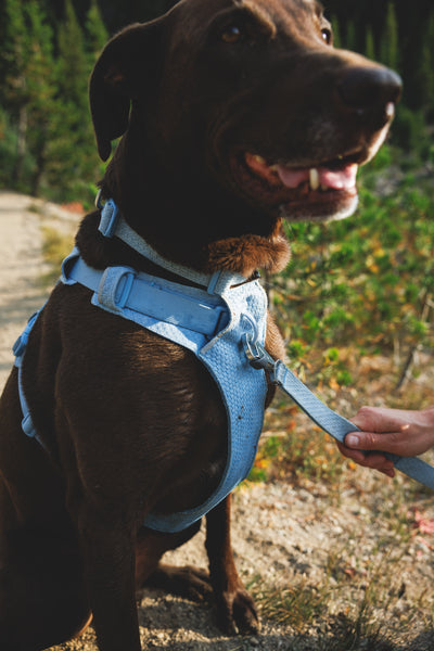Ruffwear Front Range Flex Harness