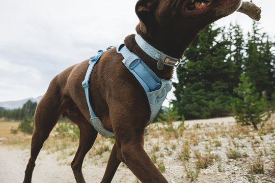 Ruffwear Front Range Flex Harness