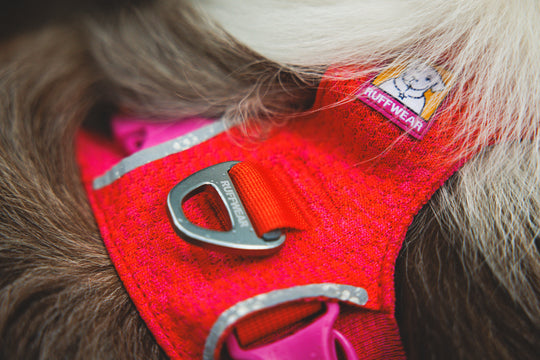 Ruffwear Front Range Flex Harness