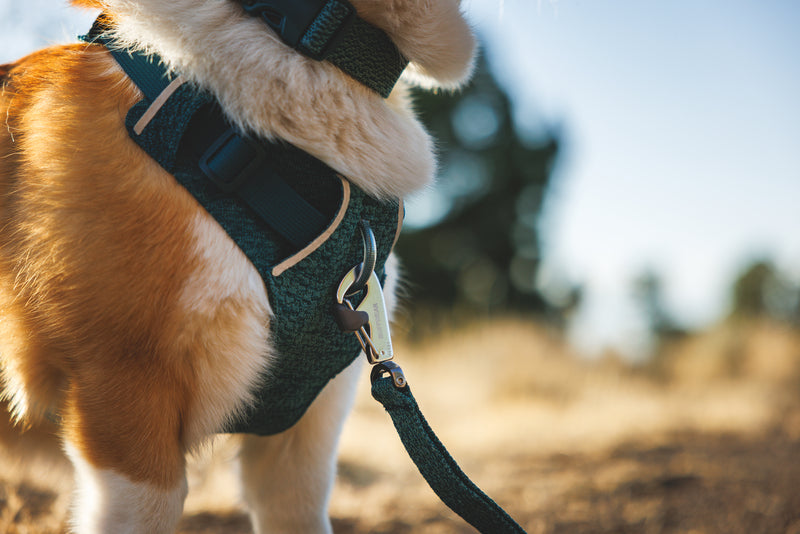 Ruffwear Front Range Flex Harness