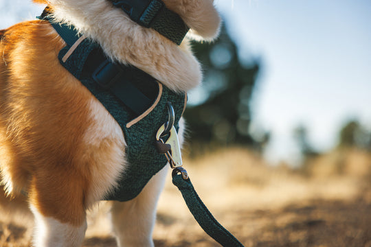 Ruffwear Front Range Flex Harness