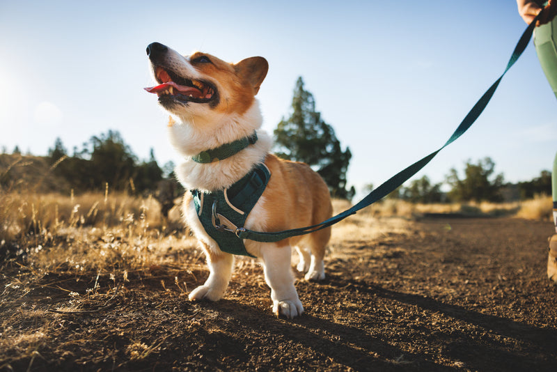 Ruffwear Front Range Flex Harness