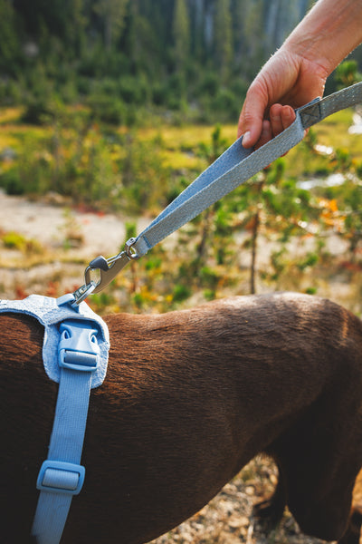 Ruffwear Front Range Flex Harness