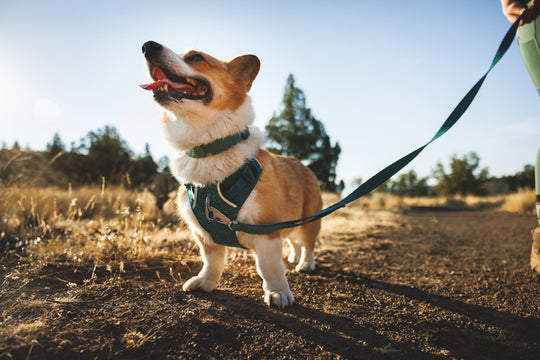 Ruffwear Front Range Flex Leash