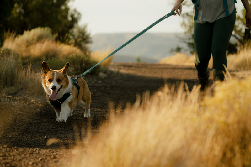 Ruffwear Front Range Flex Leash