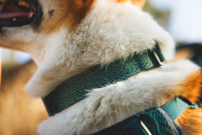 Ruffwear Front Range Flex Collar