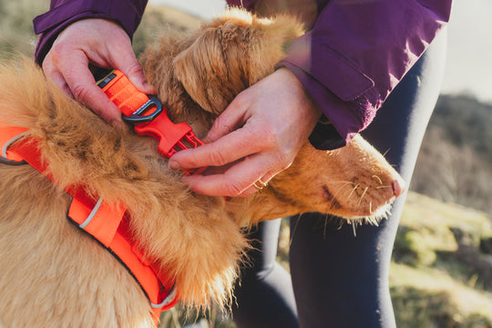Ruffwear Front Range Collar