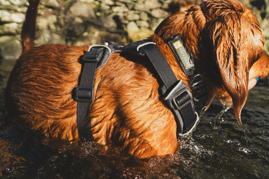 Ruffwear Front Range Harness