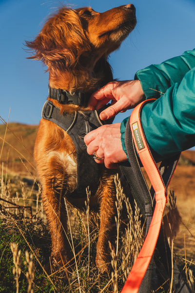 Ruffwear Front Range Harness