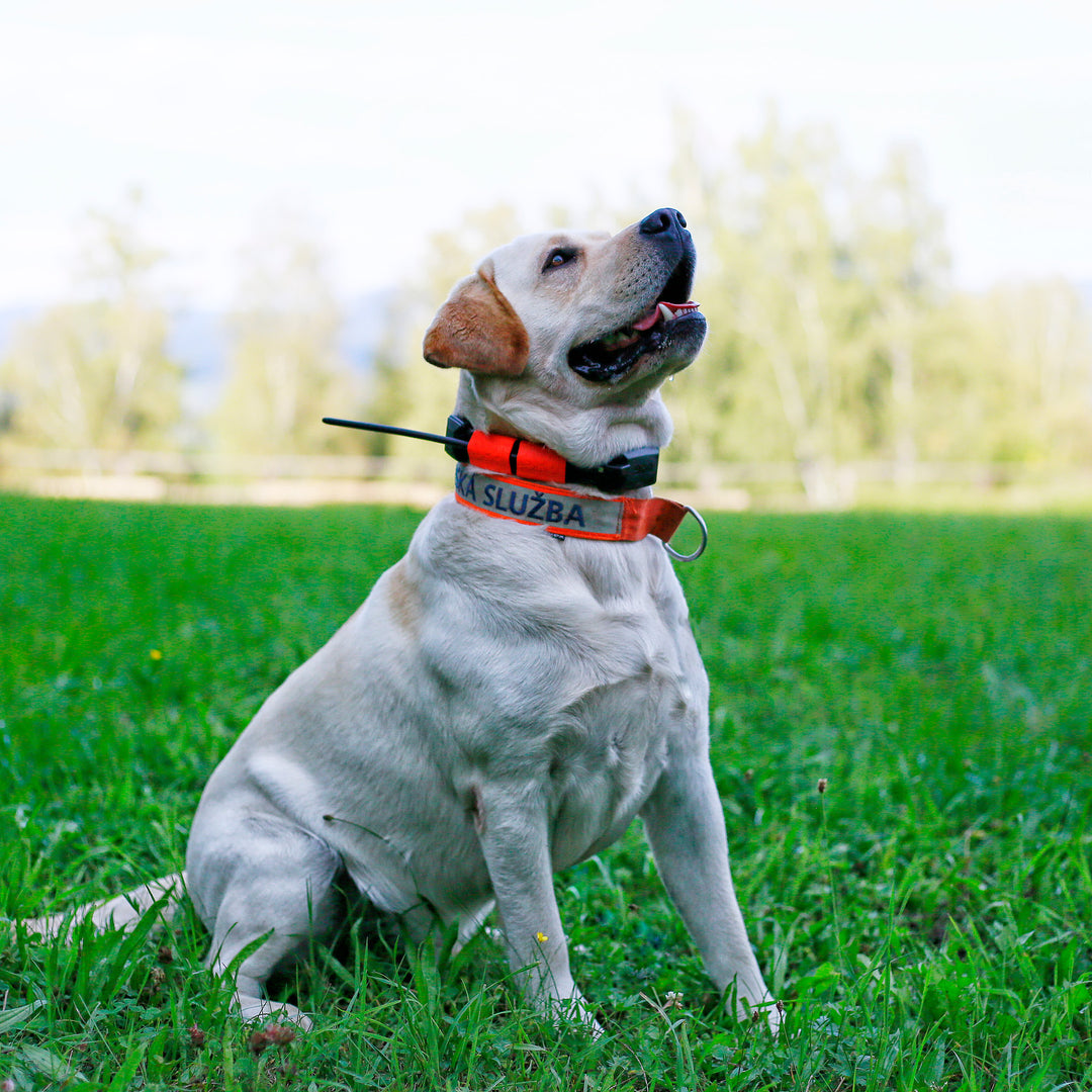 Dogtrace Tracking system DOG GPS X25