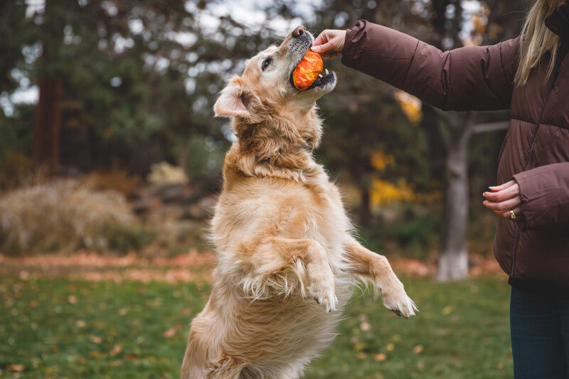 Ruffwear Gnawt-a-Cone