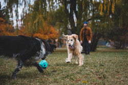 RuffwearGnawt-a-Rock Toy