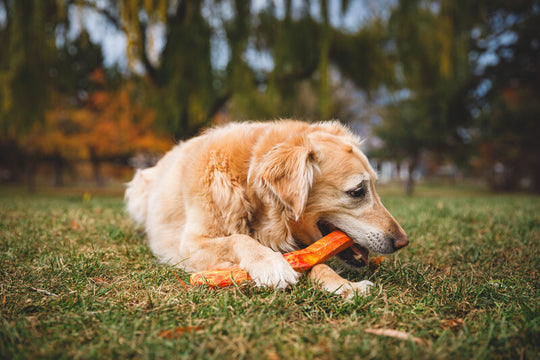 Ruffwear Gnawt-a-Stick