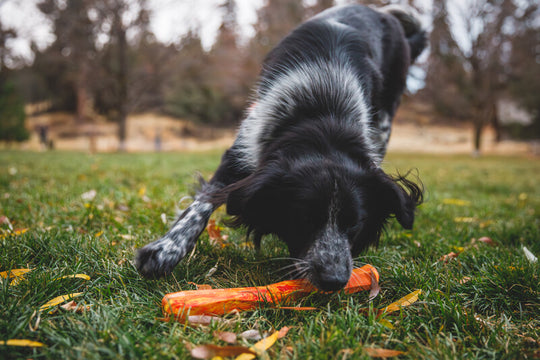 Ruffwear Gnawt-a-Stick