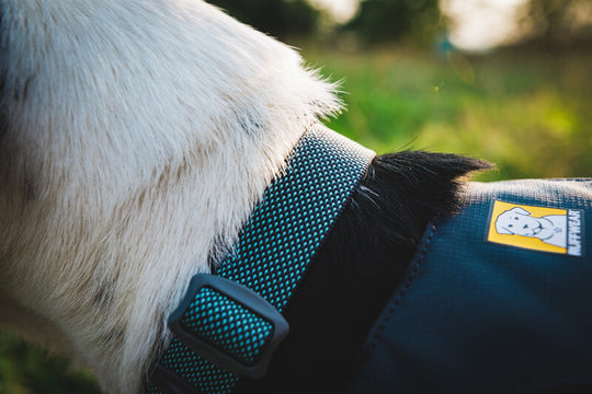 Ruffwear Hi & Light Collar