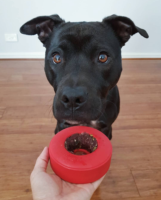 Sodapup Life Ring Treat Dispenser