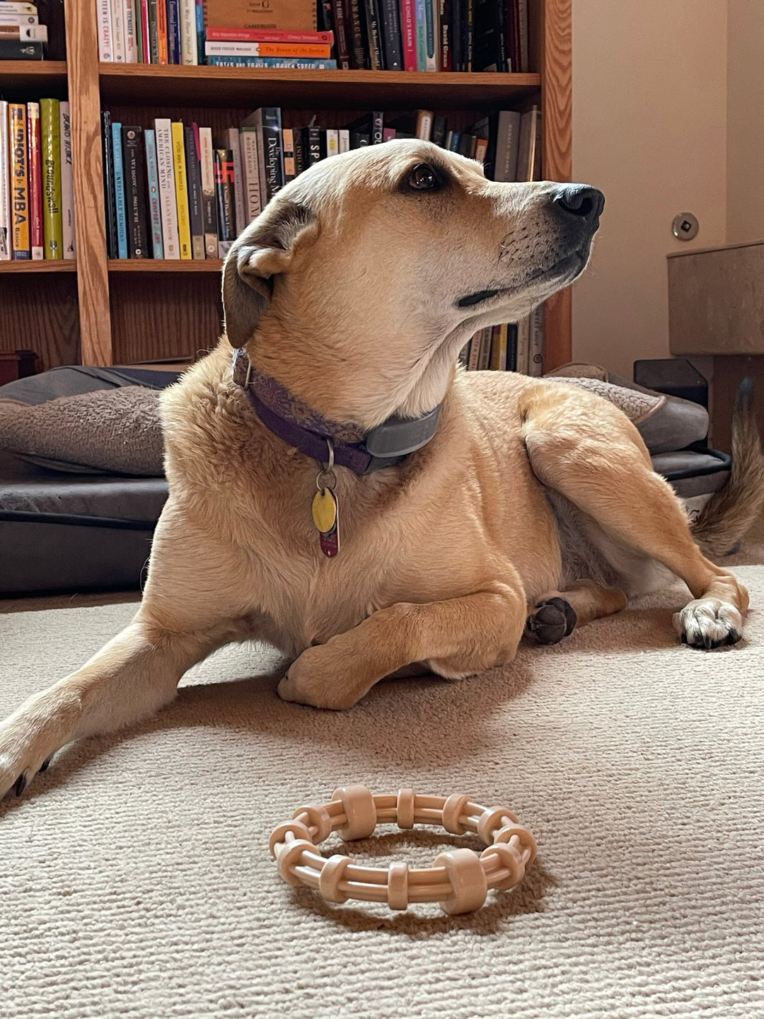 SodaPup Honey Bone Chicken Flavoured Nylon Teething Ring