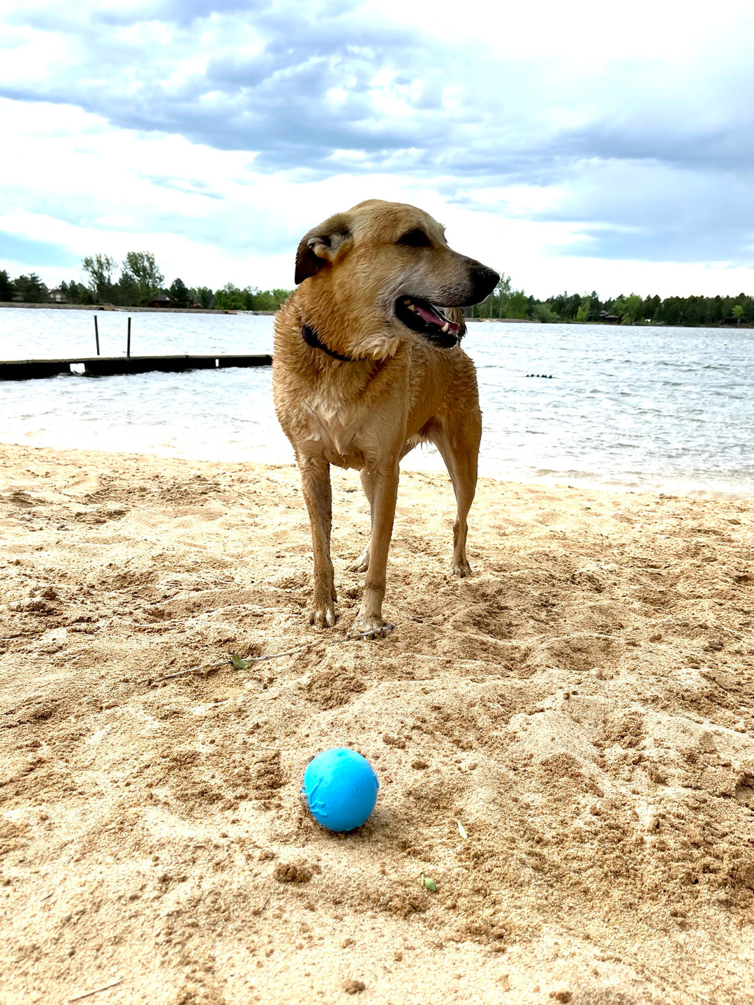 Sodapup Super-Durable Floating Wag Ball