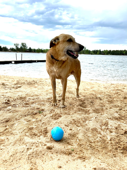 Sodapup Super-Durable Floating Wag Ball