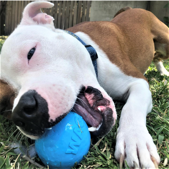 Sodapup Super-Durable Floating Wag Ball