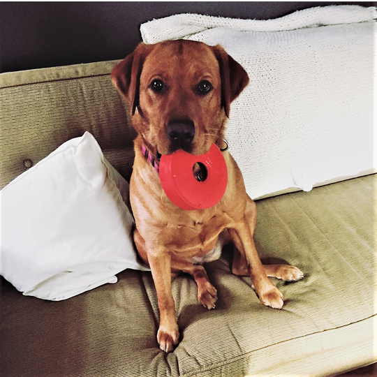 Sodapup Life Ring Treat Dispenser