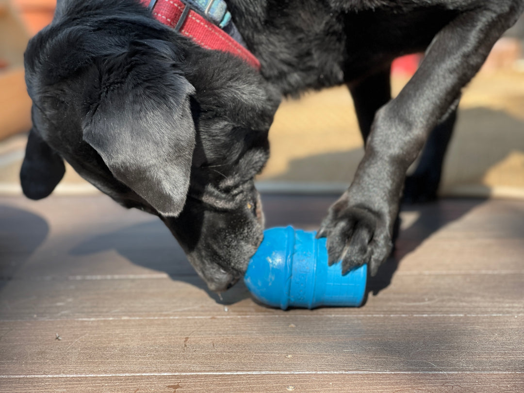 Sodapup Ice Cream Cone Chew Toy and Treat Dispenser
