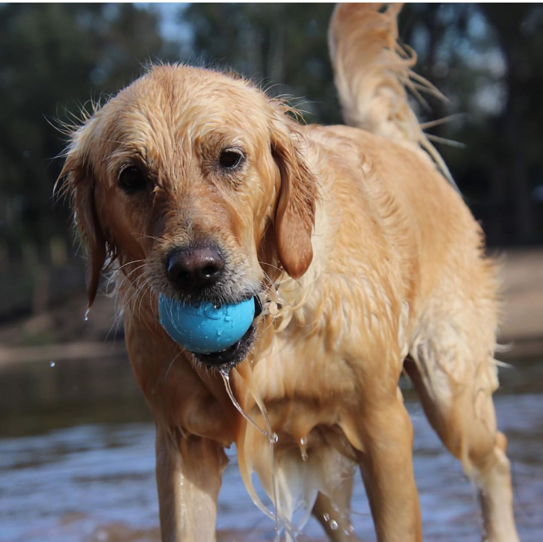 Sodapup Super-Durable Floating Wag Ball