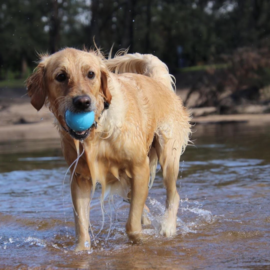 Sodapup Super-Durable Floating Wag Ball