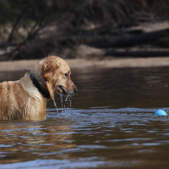 Sodapup Super-Durable Floating Wag Ball