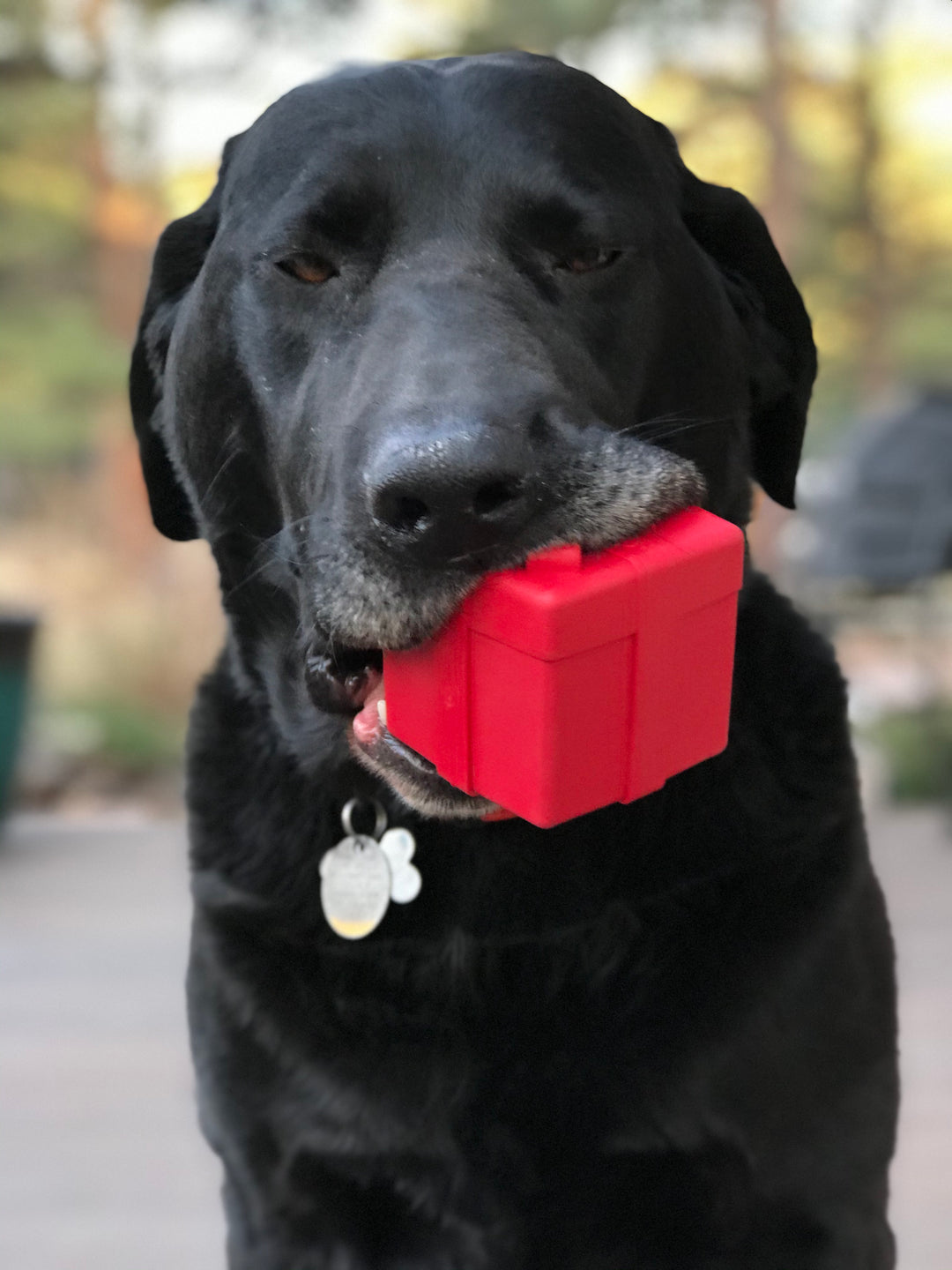 SodaPup Gift Box/Present Durable Rubber Chew Toy & Treat Dispenser