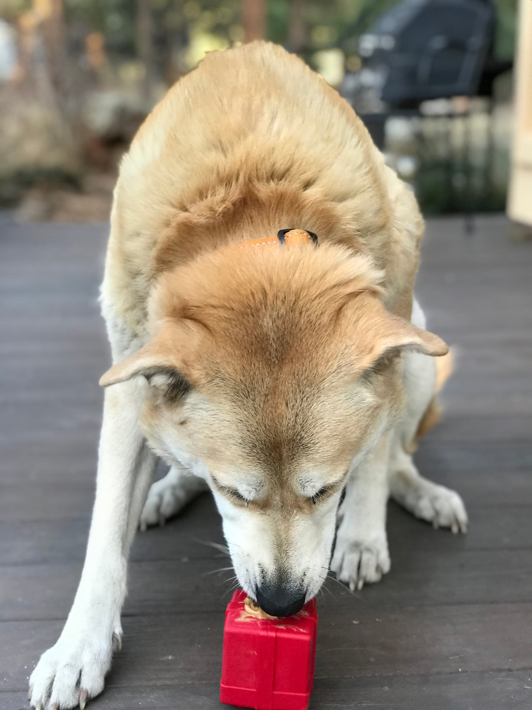 SodaPup Gift Box/Present Durable Rubber Chew Toy & Treat Dispenser