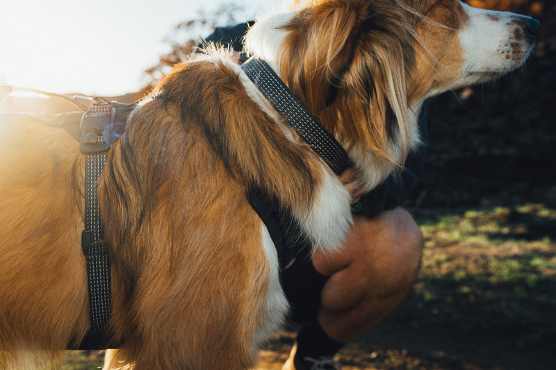 Ruffwear Ridgeline Collar