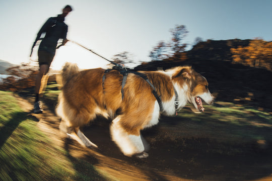 Ruffwear Ridgeline Harness