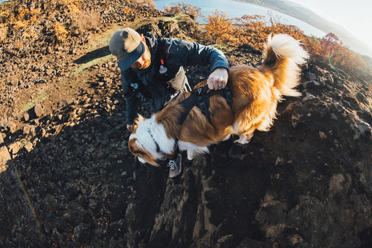Ruffwear Ridgeline Harness