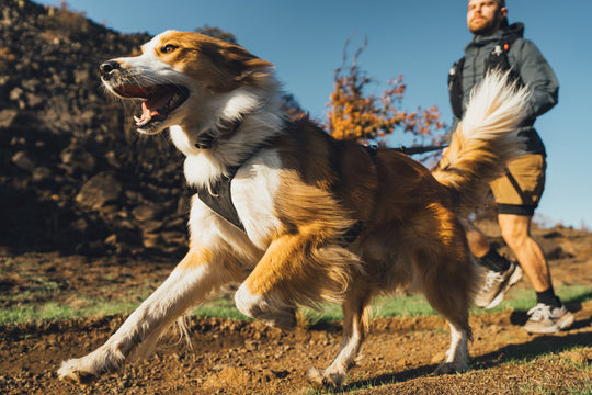 Ruffwear Ridgeline Harness