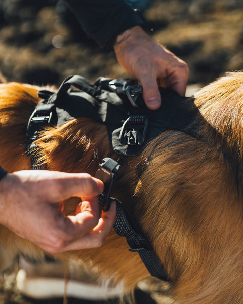 Ruffwear Ridgeline Harness