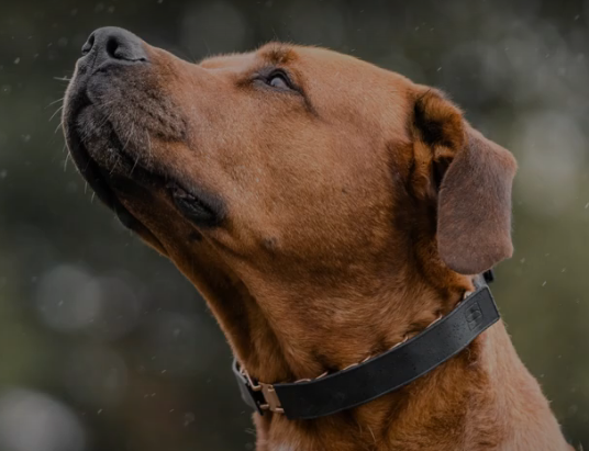 Herm Sprenger Flexcover